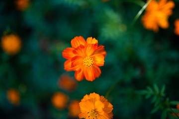 Yellow Daisy Flowers Blooming in Summer