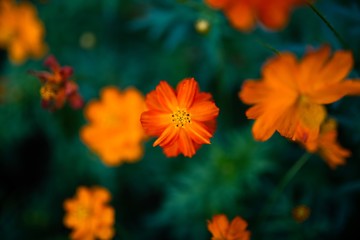 Yellow Daisy Flowers Blooming in Summer