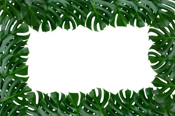 Green tropical monstera plant leaves nature border on white background