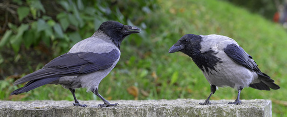 Raven at the park