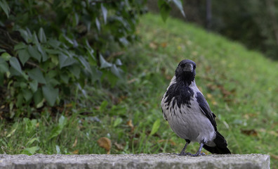 Raven at the park