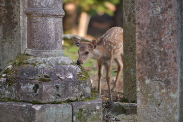 Baby Deer Examines Ruins