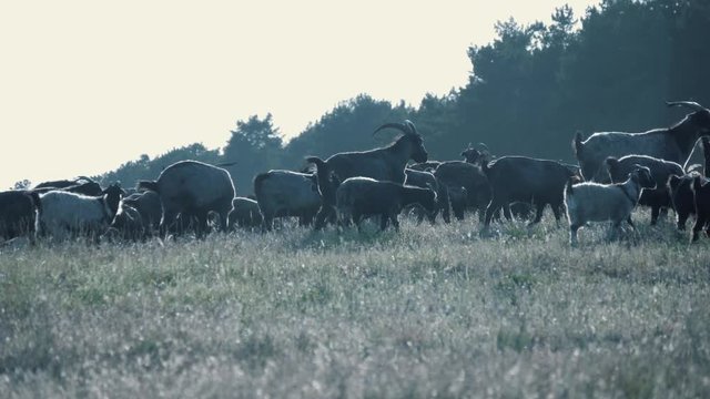 Herd of goats in the field at sunset