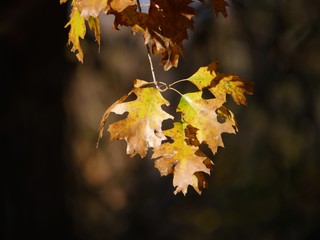 Leaves turning brown and dead after showing off their colors, ready to fall to the ground in autumn.