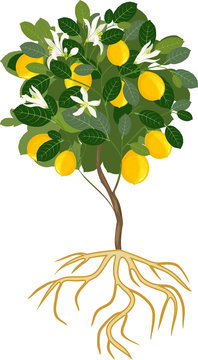 Young flowering lemon tree with ripe fruits and root system on white background