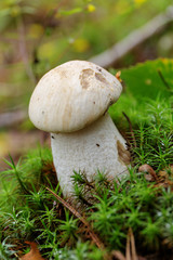 brown cap boletus closeup