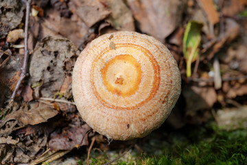 pink mushroom closeup