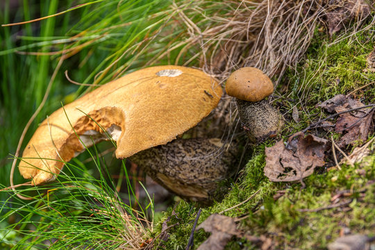 mushrooms orange-cap boletus