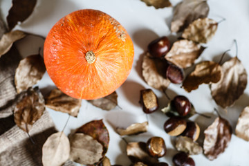 Autumn Thanksgiving Background. Flat lay. Pumpkin, chestnuts, knitted sweater lying on gray background