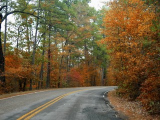 Colorful foliage along a curved paved road in autumn season