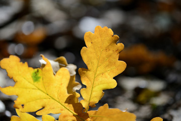 Oak leaves illuminated by the sun, on the ground of an autumn park close up
