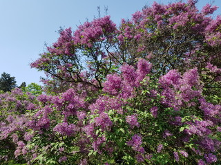 flowering bush purple lilacs in a botanical garden.