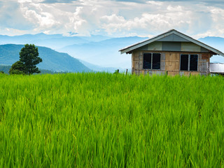 field rice in Asia