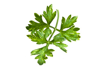 parsley isolated on white background