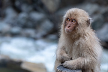 Young japanese macaque sitting by the side of the hot pool, enjoying the warmth