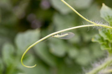 crisopa adulta sobre zarcillo de sandía