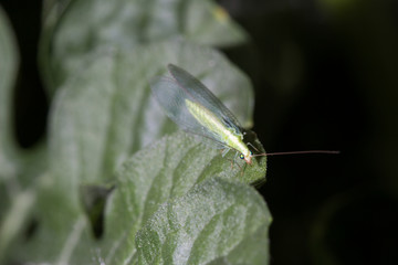 crisopa adulta sobre hoja de sandía