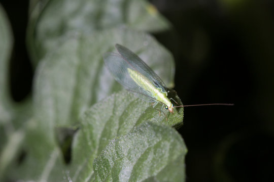crisopa adulta sobre hoja de sand&iacute;a