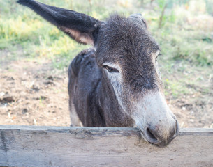 Fototapeta premium Young donkey