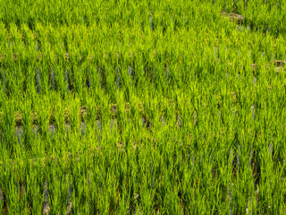 field rice in Asia