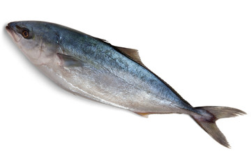 Fresh fish tuna on a white background. View from above