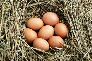 chicken eggs in the nest