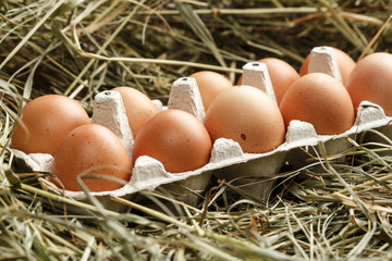 chicken eggs in the tray