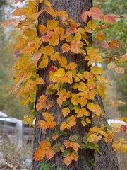 Wide shot of a tree bark with bright yellow leaves in autumn Colors of autumn 