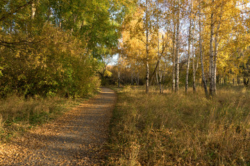 Forest in early autumn. Yellow leaves and grass.