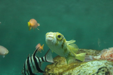 魚