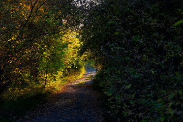 Forest in autumn. Sunny path.
