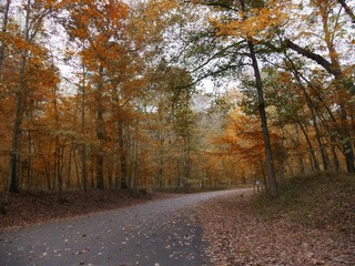 Scenic paved road covered with fallen leaves and bordered by colorful trees in a state park 
