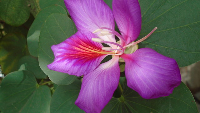 Bauhinia en Jard&iacute;n 