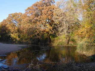 Creek in the forest with the colors of autumn in the trees 