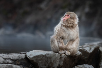 apanese macaque sitting by the side of the hot pool, enjoying the warmth