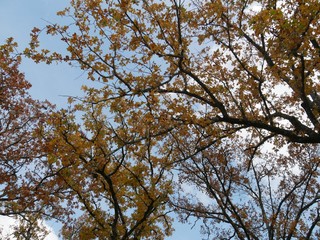 Medium wide shot of colorful treetops in the forest in autumn 