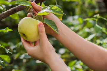 woman picking apples from tree