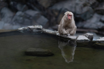 apanese macaque sitting by the side of the hot pool, enjoying the warmth