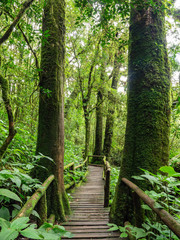 Fototapeta na wymiar moss and fern in rain forest