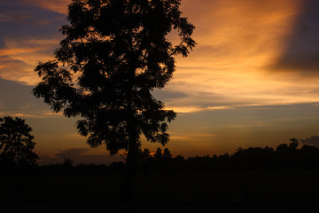 silhouette of a tree at sunset