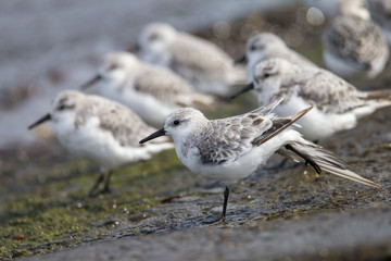 伸びをするミユビシギ