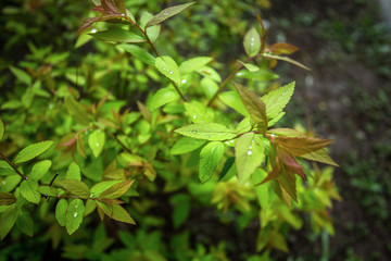 dew drops on green leaves. the view from the top. soft focus