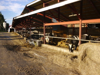 Obraz premium Feeding cows in a farm, Hokkaido, Japan
