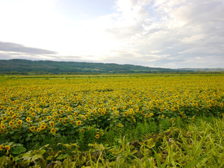 Landscape of blooming sunflowers, Hokkaido, Japan