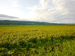 Fototapeta na wymiar Landscape of blooming sunflowers, Hokkaido, Japan