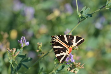 Papillon . Ecaille chiné