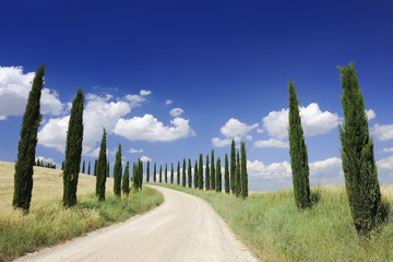 Idyllic view, dirt road and row of green cypresses