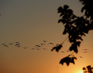Obraz premium Close up of silhouette of birds flying in the skies over the lake at sunset 