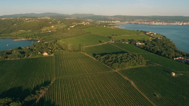 Aerial - Panoramic view of a vineyard growing on the cape