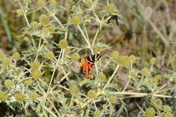 Papillon . Ecaille chiné